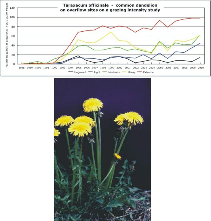 Taraxacum officinale  -  common dandelion