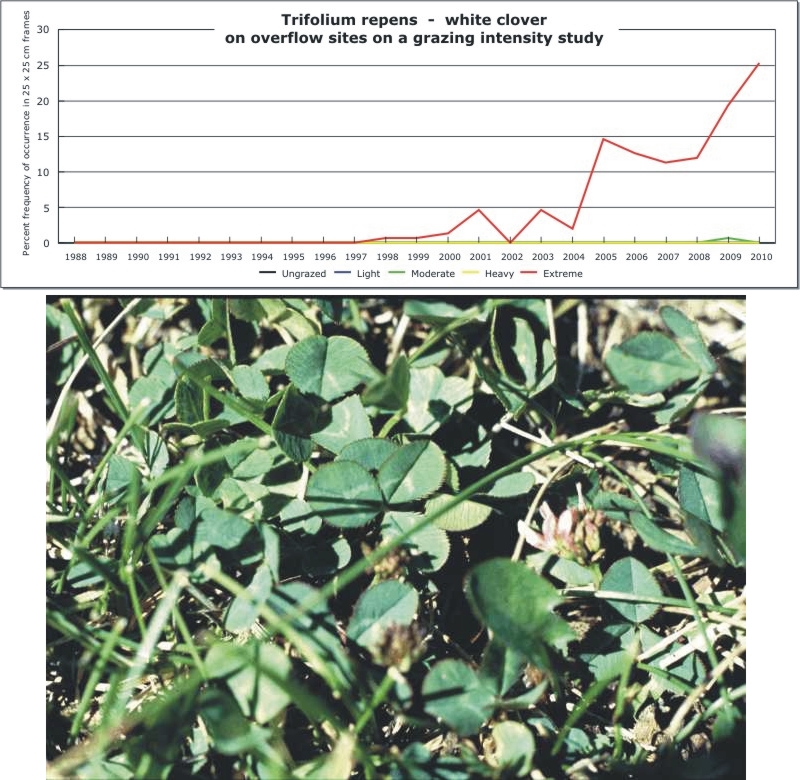 Trifolium repens  -  white clover