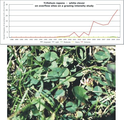 Trifolium repens  -  white clover