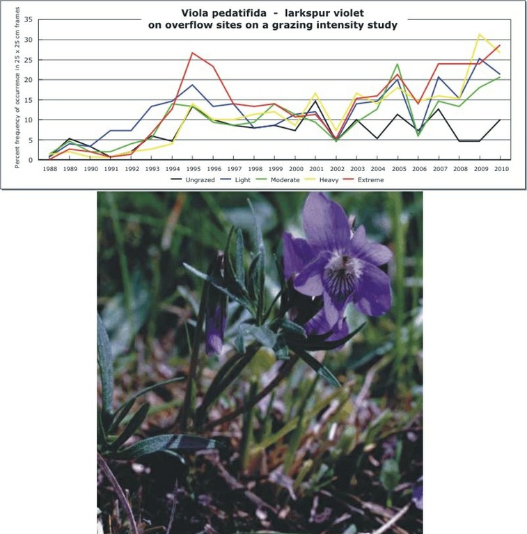 Viola pedatifida  -  larkspur violet