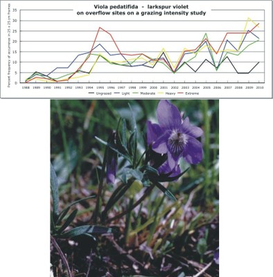 Viola pedatifida  -  larkspur violet