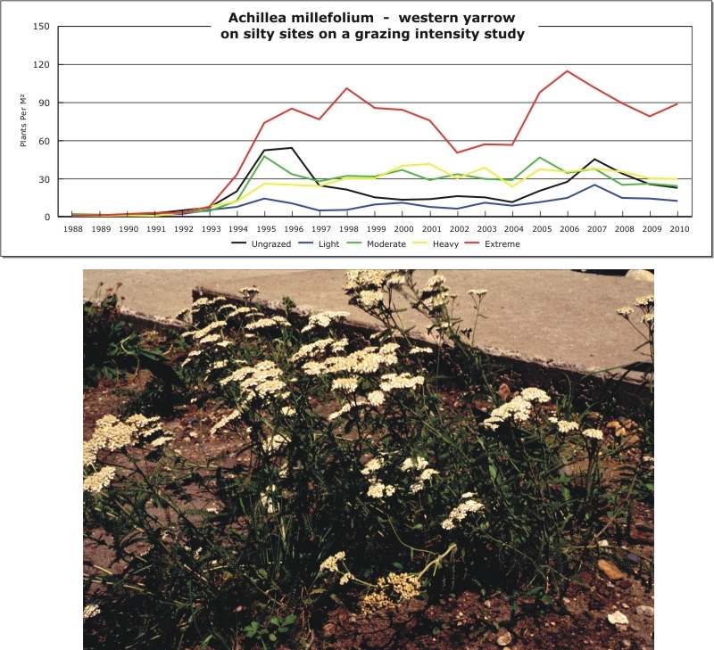 Achillea millefolium  -  western yarrow