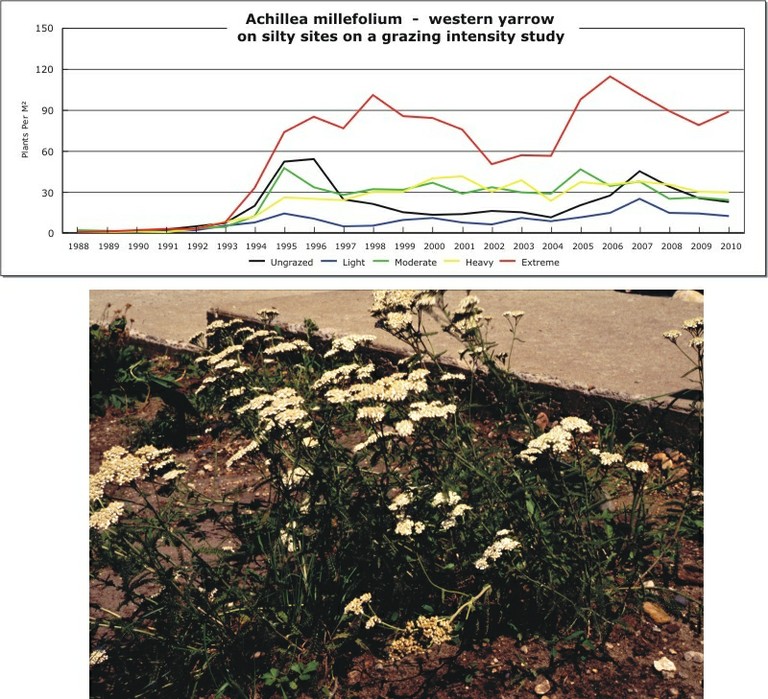 Achillea millefolium  -  western yarrow