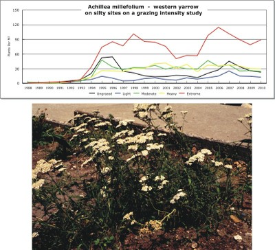Achillea millefolium  -  western yarrow