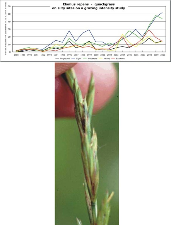 Elymus repens  -  quackgrass
