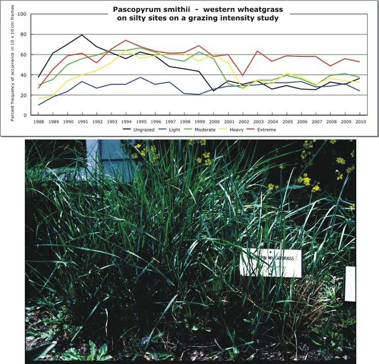 Pascopyrum smithii  -  western wheatgrass