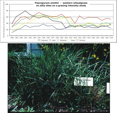 Pascopyrum smithii  -  western wheatgrass