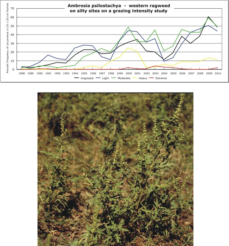 Ambrosia psilostachya  -  western ragweed