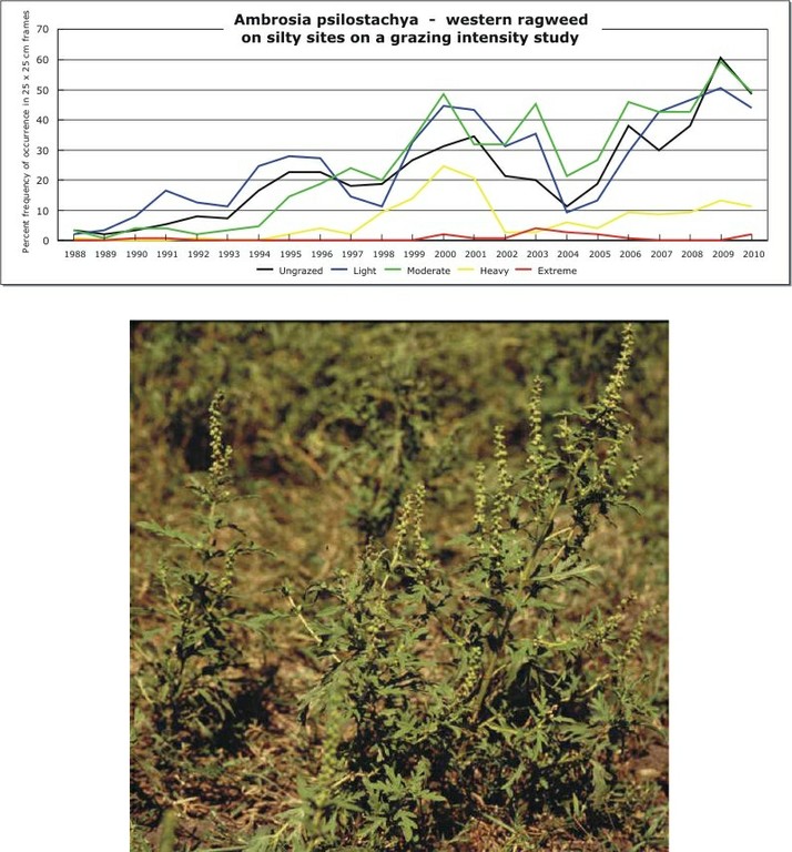 Ambrosia psilostachya  -  western ragweed