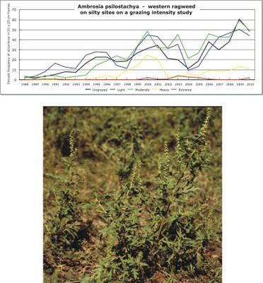Ambrosia psilostachya  -  western ragweed