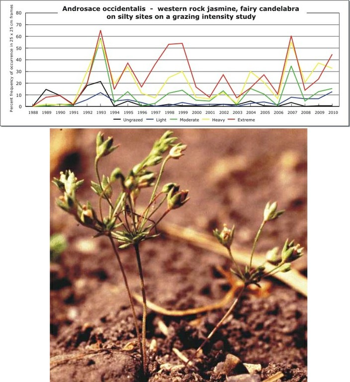 Androsace occidentalis  -  western rock jasmine, fairy candelabra