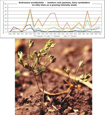 Androsace occidentalis  -  western rock jasmine, fairy candelabra