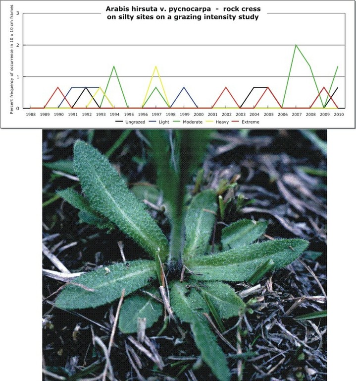 Arabis hirsuta v. pycnocarpa  -  rock cress
