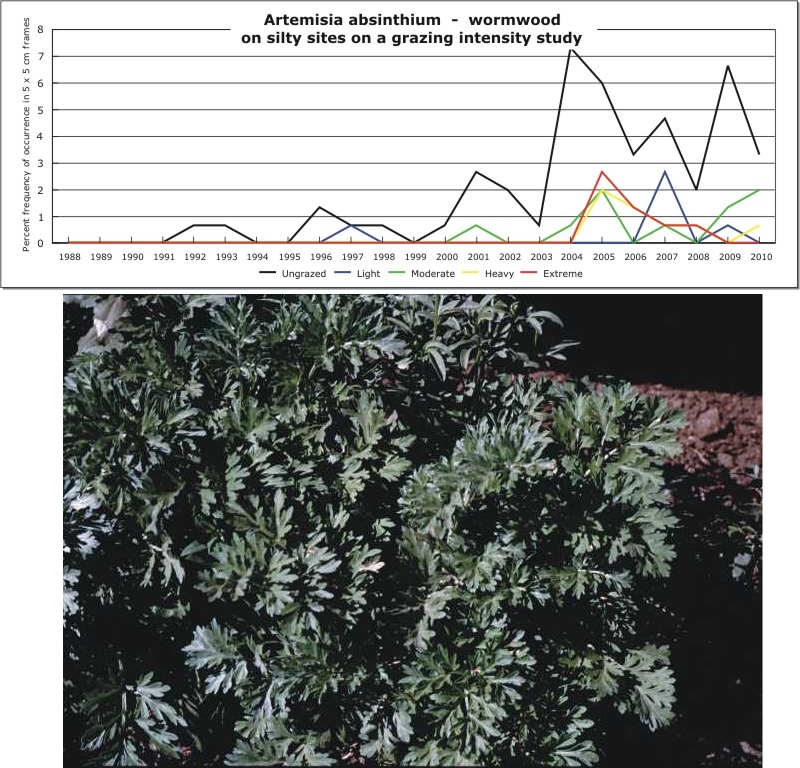Artemisia absinthium  -  wormwood