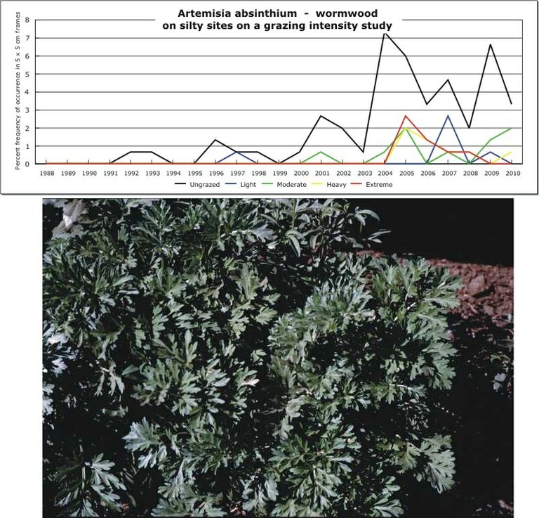 Artemisia absinthium  -  wormwood