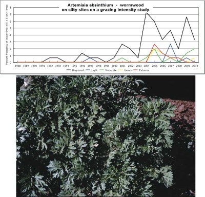 Artemisia absinthium  -  wormwood