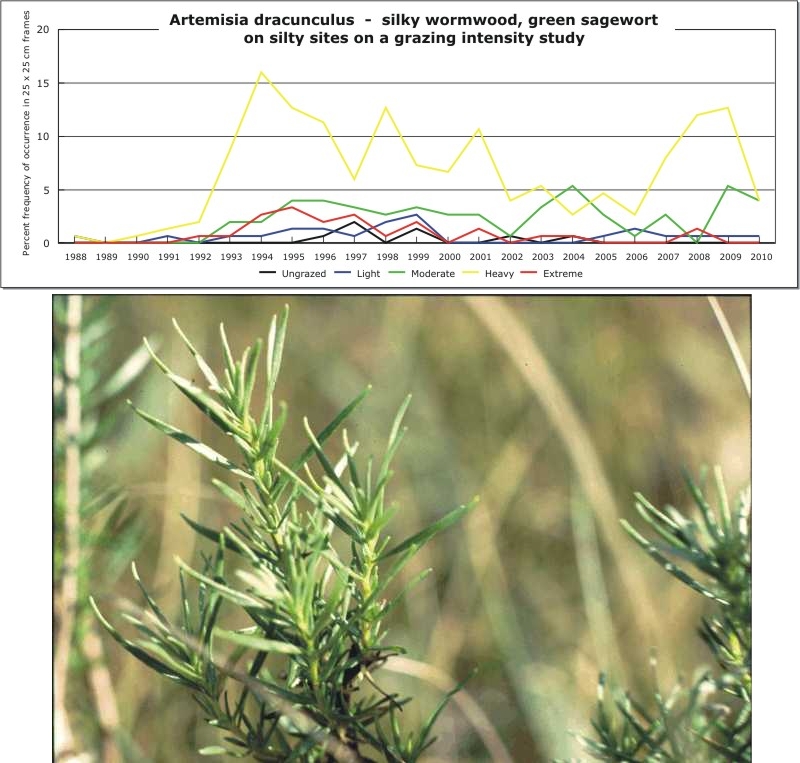 Artemisia dracunculus  -  silky wormwood, green sagewort