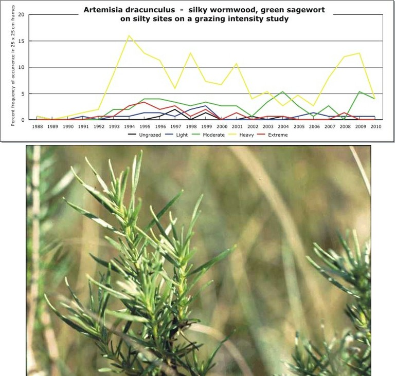 Artemisia dracunculus  -  silky wormwood, green sagewort