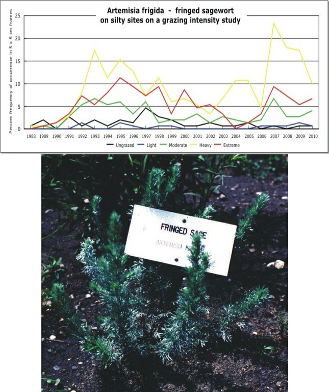 Artemisia frigida  -  fringed sagewort
