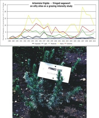 Artemisia frigida  -  fringed sagewort