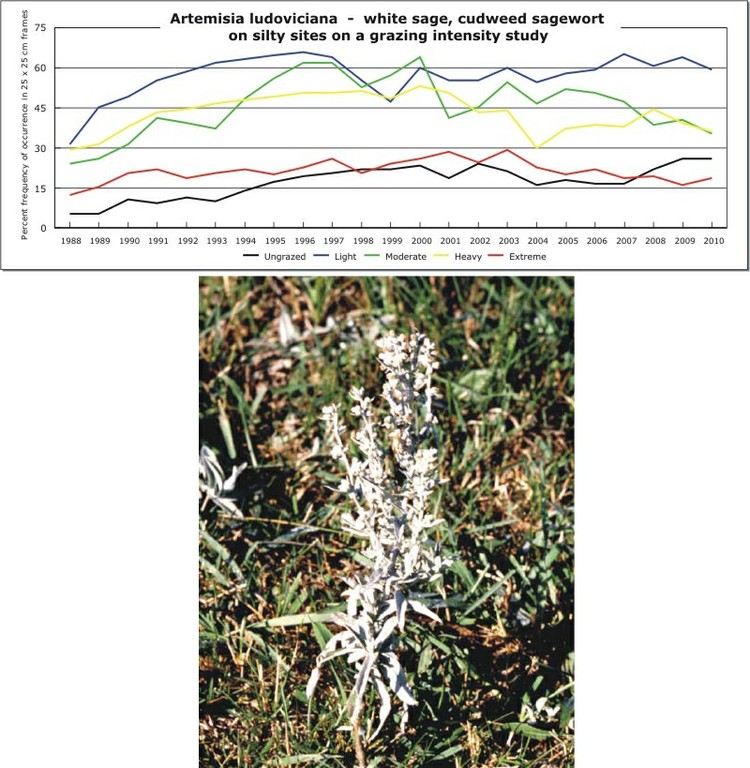 Artemisia ludoviciana  -  white sage, cudweed sagewort