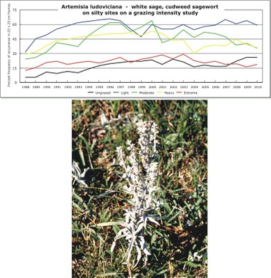 Artemisia ludoviciana  -  white sage, cudweed sagewort