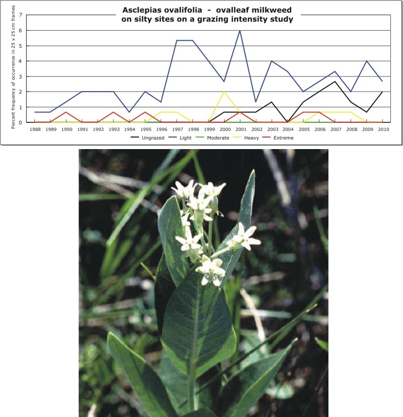 Asclepias ovalifolia  -  ovalleaf milkweed