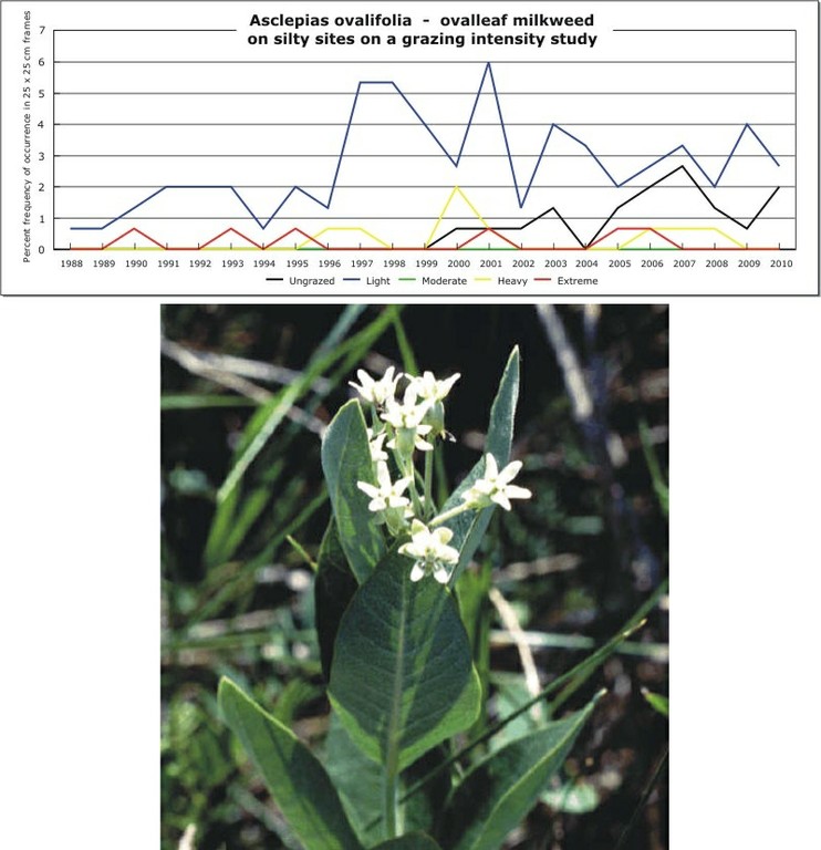 Asclepias ovalifolia  -  ovalleaf milkweed