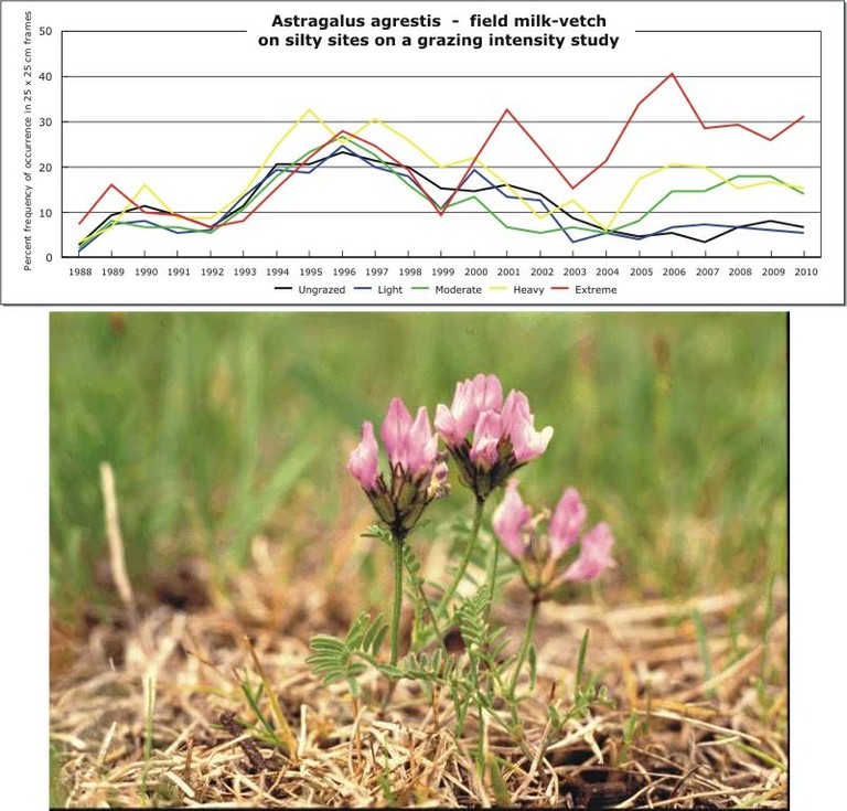 Astragalus agrestis  -  field milk-vetch
