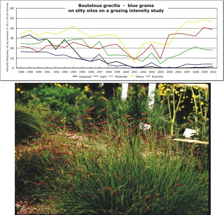Bouteloua gracilis  -  blue grama