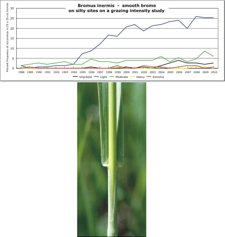 Bromus inermis  -  smooth brome
