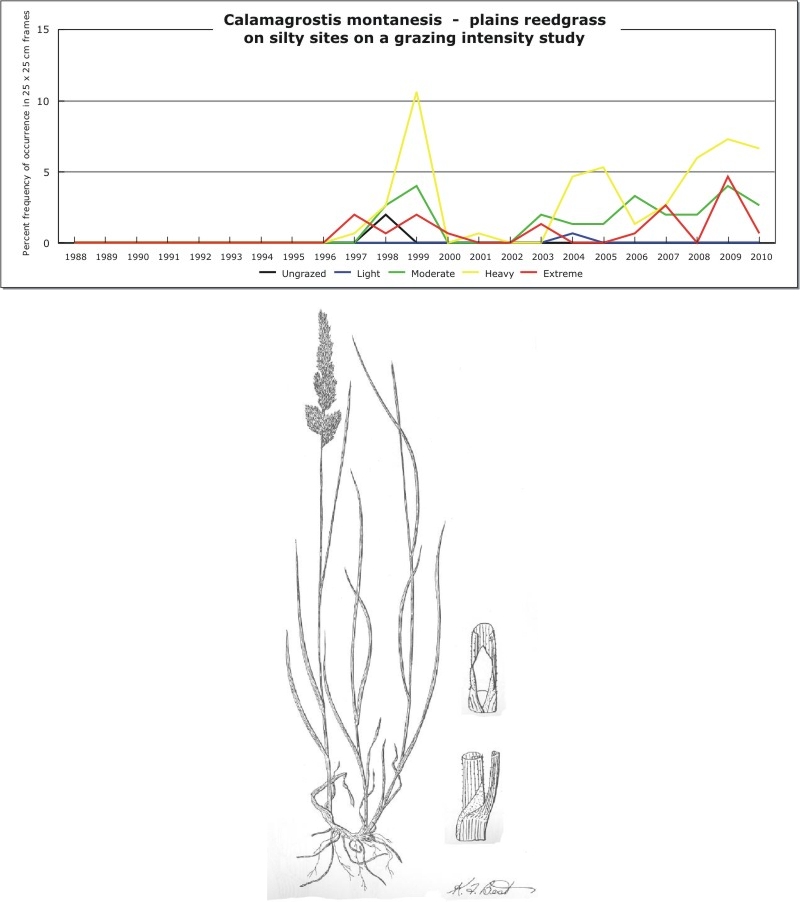 Calamagrostis montanesis  -  plains reedgrass