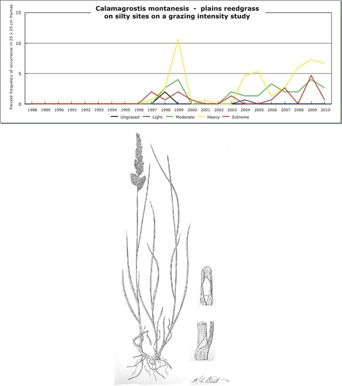 Calamagrostis montanesis  -  plains reedgrass