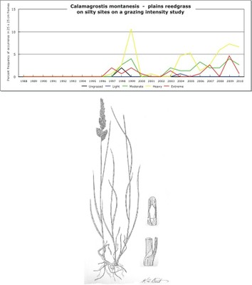Calamagrostis montanesis  -  plains reedgrass