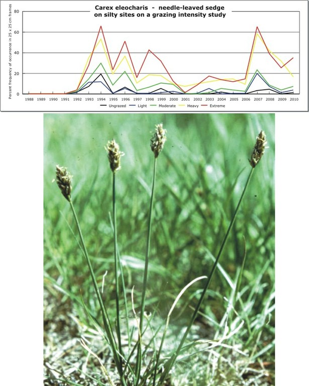 Carex eleocharis  -  needle-leaved sedge