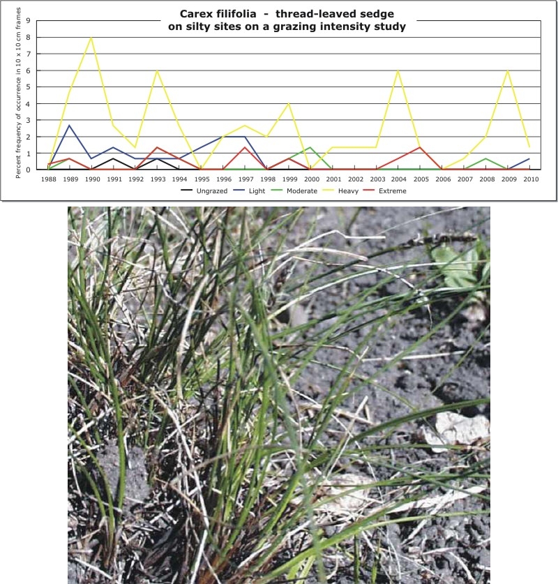 Carex filifolia  -  thread-leaved sedge