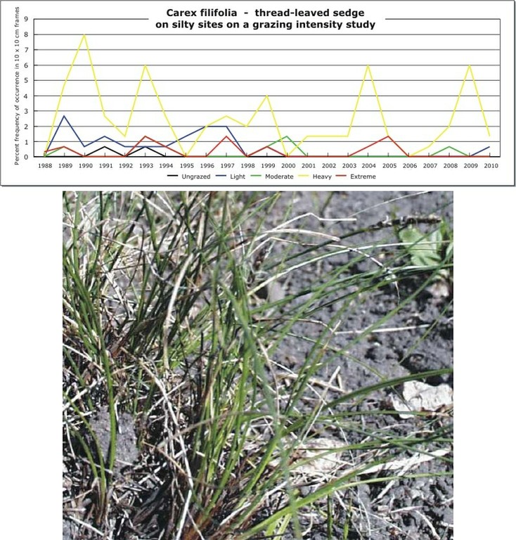 Carex filifolia  -  thread-leaved sedge