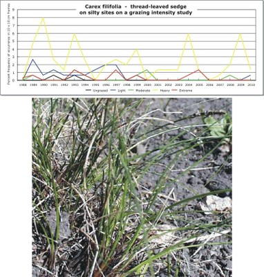 Carex filifolia  -  thread-leaved sedge