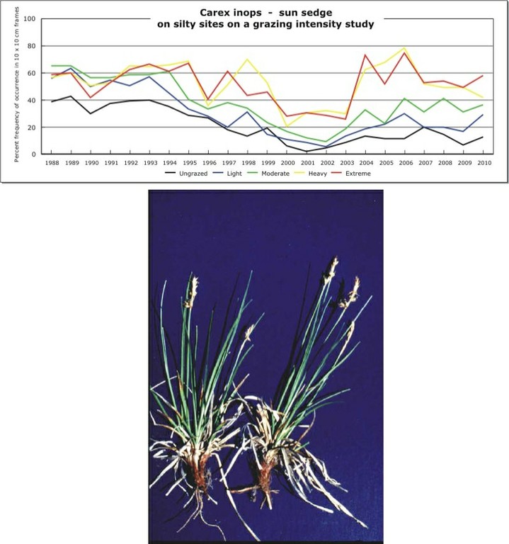 Carex inops  -  sun sedge