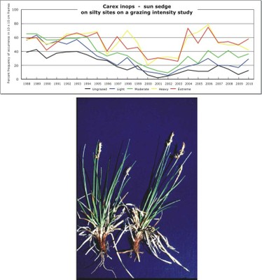 Carex inops  -  sun sedge
