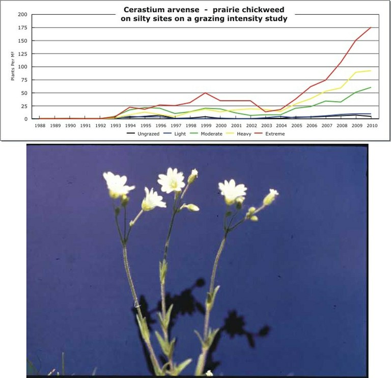 Cerastium arvense  -  prairie chickweed