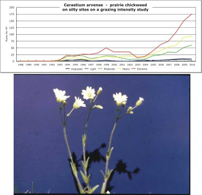 Cerastium arvense  -  prairie chickweed
