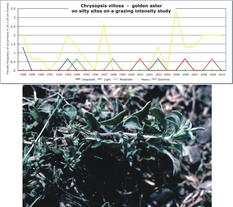 Chrysopsis villosa  -  golden aster