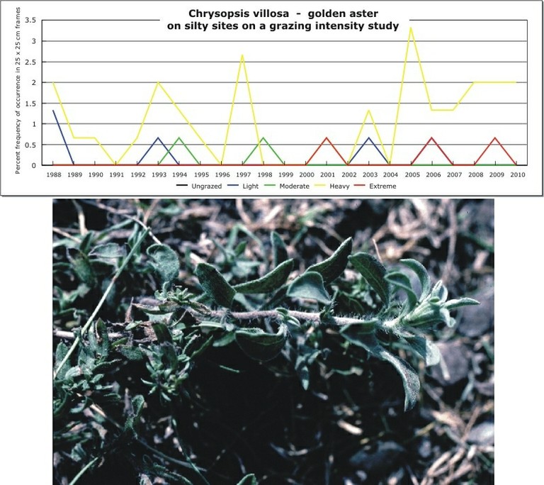 Chrysopsis villosa  -  golden aster
