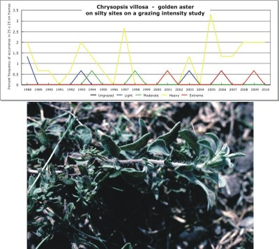 Chrysopsis villosa  -  golden aster