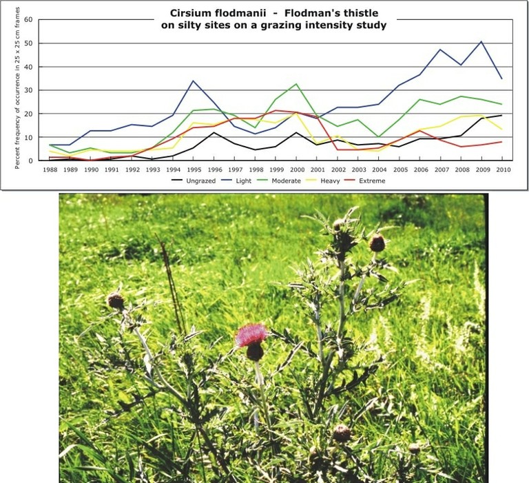 Cirsium flodmanii  -  Flodman's thistle