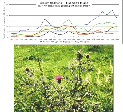 Cirsium flodmanii  -  Flodman's thistle