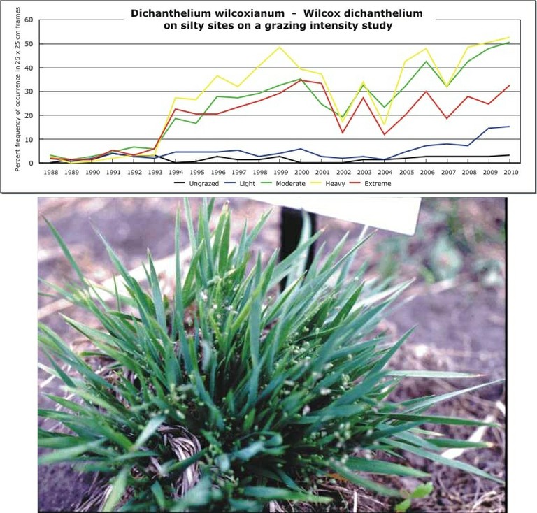 Dichanthelium wilcoxianum  -  Wilcox dichanthelium