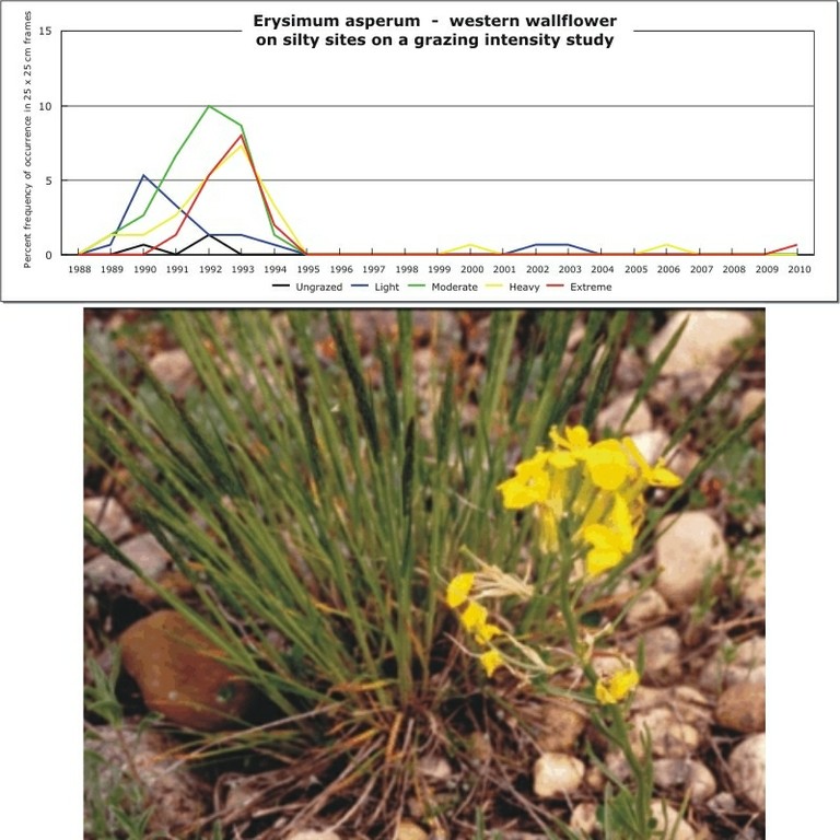 Erysimum asperum  -  western wallflower