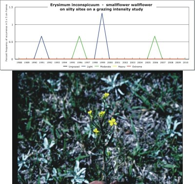 Erysimum inconspicuum  -  smallflower wallflower